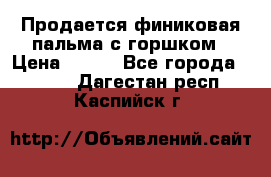 Продается финиковая пальма с горшком › Цена ­ 600 - Все города  »    . Дагестан респ.,Каспийск г.